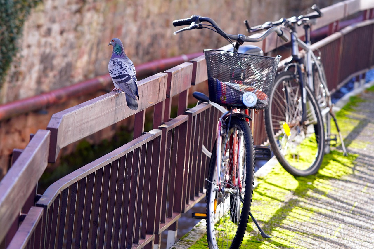 Fahrräder frühlingsfit machen: Tipps für verkehrssichere Räder